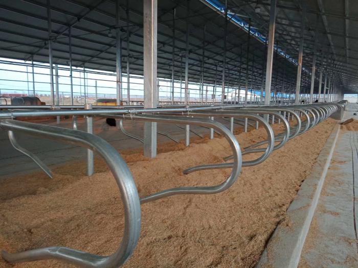 Cattle Freestall
