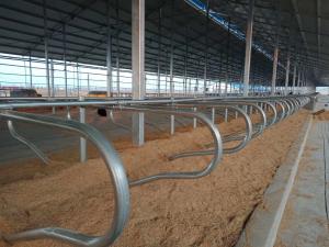 Cattle Freestall