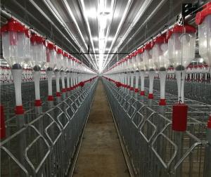 Gestation Crate