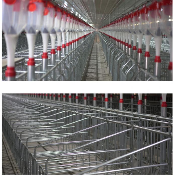 Gestation Crate